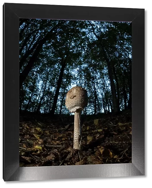 Slender parasol (Macrolepiota mastoidea) mushroom, early stage, growing in beech wood, United Kingdom, Europe