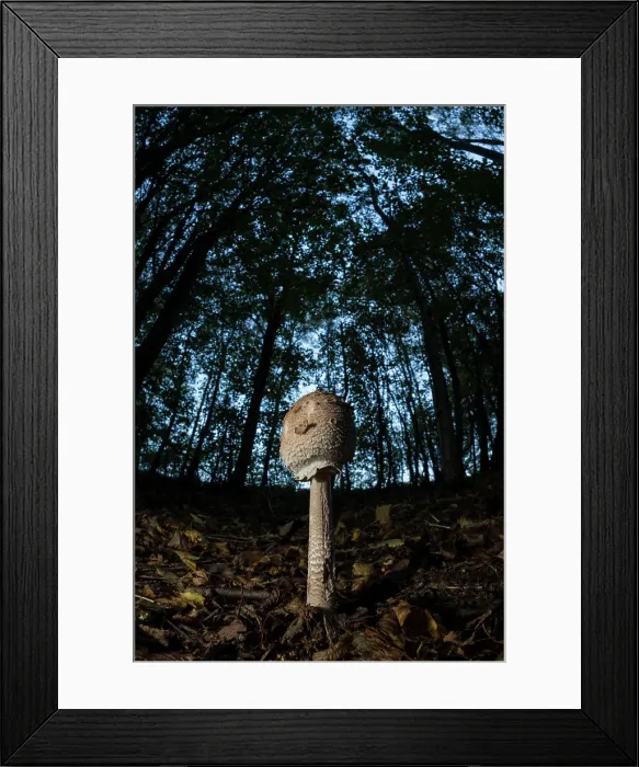 Framed Print : Slender parasol (Macrolepiota mastoidea) mushroom, early stage, growing in beech wood, United Kingdom, Europe Framed Print : Slender parasol (Macrolepiota mastoidea) mushroom, early stage, growing in beech wood, United Kingdom, Europe