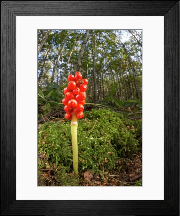 Framed Print : Lords-and-ladies (Cuckoo pint) (Arum maculatum) clusters of orange berries, United Kingdom, Europe Framed Print : Lords-and-ladies (Cuckoo pint) (Arum maculatum) clusters of orange berries, United Kingdom, Europe