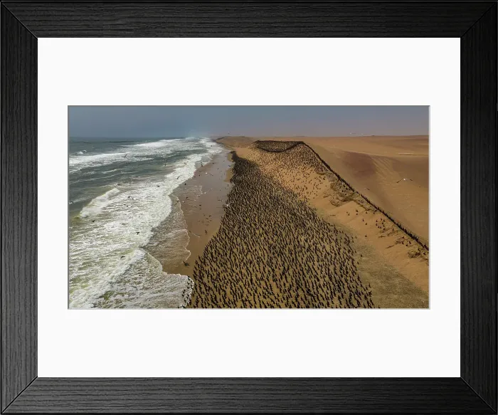 Framed Print : Aerial of massive numbers of Cormorants on the sand dunes along the Atlantic coast, Namibe (Namib) desert, Iona National Park, Namibe, Angola, Africa Framed Print : Aerial of massive numbers of Cormorants on the sand dunes along the Atlantic coast, Namibe (Namib) desert, Iona National Park, Namibe, Angola, Africa