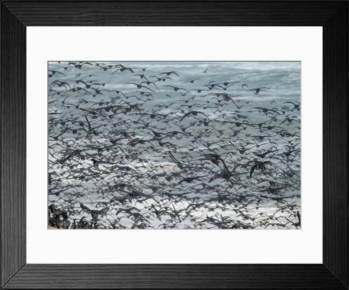 Framed Print : Massive numbers of Cormorants on the sand dunes along the Atlantic coast, Namibe (Namib) desert, Iona National Park, Namibe, Angola, Africa