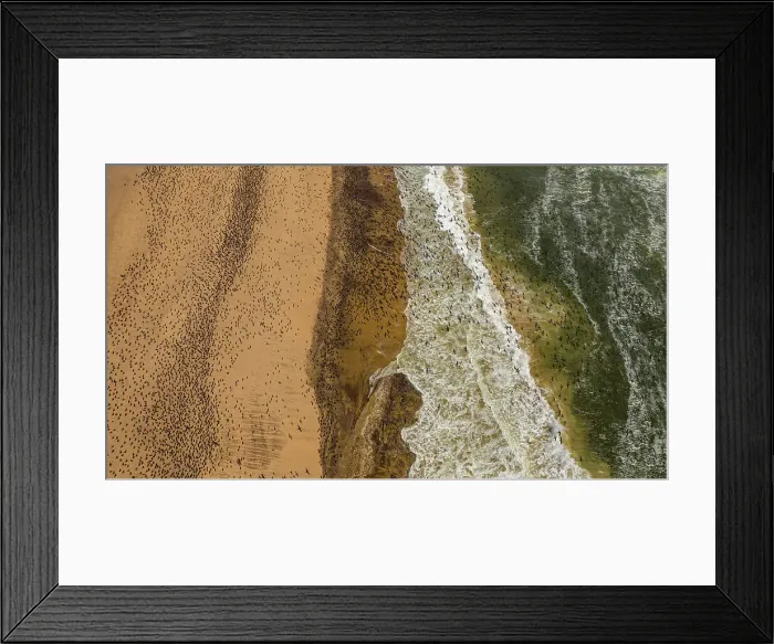 Framed Print : Aerial of massive numbers of Cormorants on the sand dunes along the Atlantic coast, Namibe (Namib) desert, Iona National Park, Namibe, Angola, Africa Framed Print : Aerial of massive numbers of Cormorants on the sand dunes along the Atlantic coast, Namibe (Namib) desert, Iona National Park, Namibe, Angola, Africa