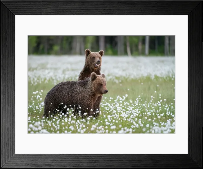 Framed Print : Eurasian brown bear (Ursus arctos arctos) cubs in swamp filled with flowering cotton grass, Finland, Europe Framed Print : Eurasian brown bear (Ursus arctos arctos) cubs in swamp filled with flowering cotton grass, Finland, Europe