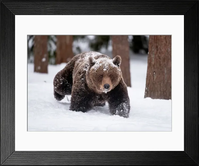 Framed Print : Eurasian brown bear (Ursus arctos arctos) female, walking in snow in Taiga forest environment, Finland, Europe Framed Print : Eurasian brown bear (Ursus arctos arctos) female, walking in snow in Taiga forest environment, Finland, Europe