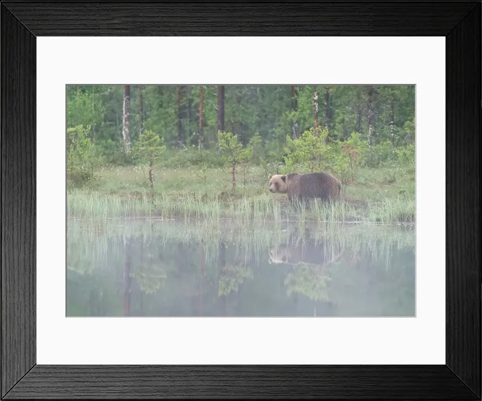 Framed Print : Eurasian brown bear (Ursus arctos arctos) beside lake in morning mist, Finland, Europe Framed Print : Eurasian brown bear (Ursus arctos arctos) beside lake in morning mist, Finland, Europe