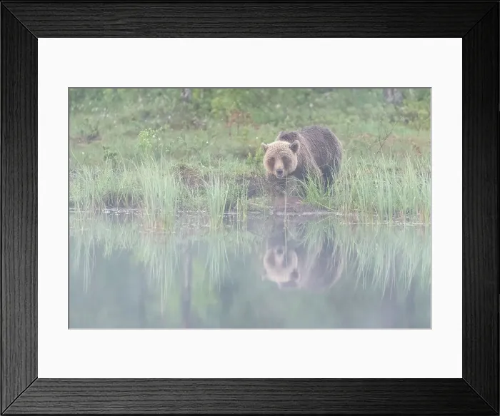 Framed Print : Eurasian brown bear (Ursus arctos arctos) beside lake in morning mist, Finland, Europe Framed Print : Eurasian brown bear (Ursus arctos arctos) beside lake in morning mist, Finland, Europe