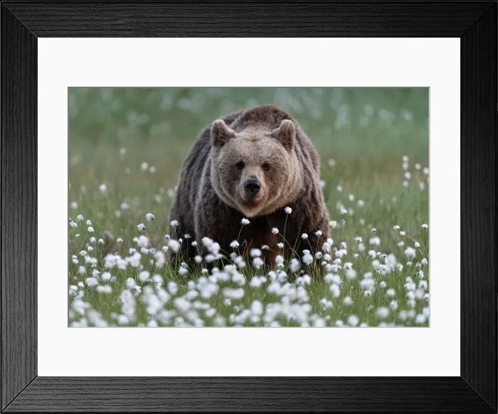 Framed Print : Eurasian brown bear (Ursus arctos arctos) in swamp filled with flowering cotton grass (Eriophorum angustifolium), Finland, Europe Framed Print : Eurasian brown bear (Ursus arctos arctos) in swamp filled with flowering cotton grass (Eriophorum angustifolium), Finland, Europe
