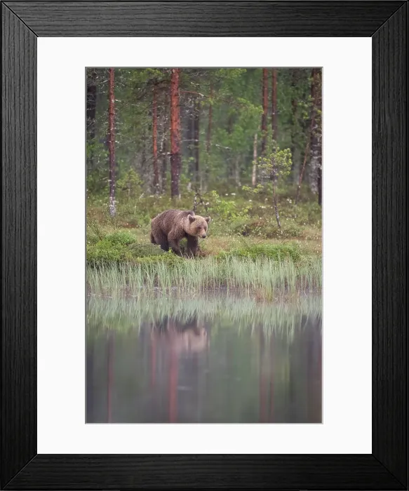 Framed Print : Eurasian brown bear (Ursus arctos arctos) beside lake, Finland, Europe Framed Print : Eurasian brown bear (Ursus arctos arctos) beside lake, Finland, Europe
