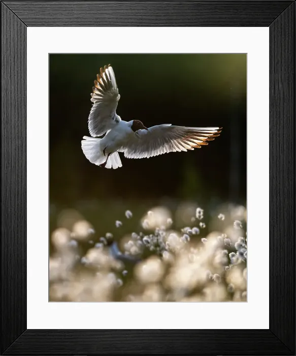 Framed Print : Black-headed gull Chroicocephalus ridibundus), summer plumage, hovering over flowering cotton grass, Finland, Europe Framed Print : Black-headed gull Chroicocephalus ridibundus), summer plumage, hovering over flowering cotton grass, Finland, Europe