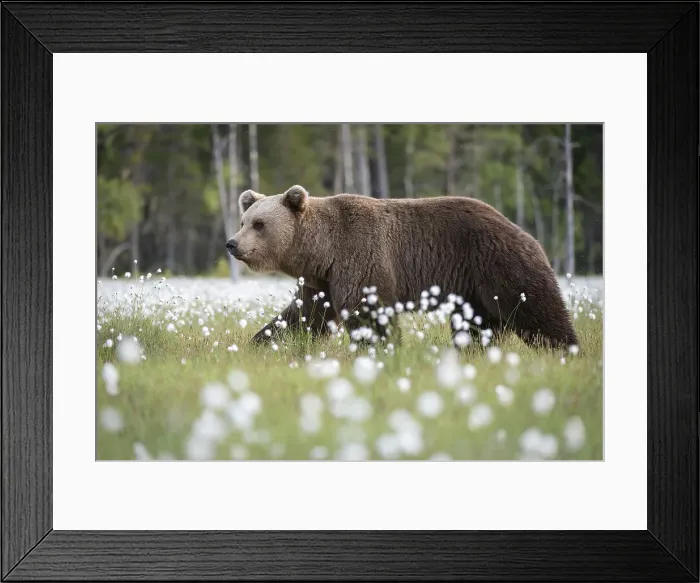 Framed Print : Eurasian brown bear (Ursus arctos arctos) in swamp filled with flowering cotton grass (Eriophorum angustifolium), Finland, Europe Framed Print : Eurasian brown bear (Ursus arctos arctos) in swamp filled with flowering cotton grass (Eriophorum angustifolium), Finland, Europe