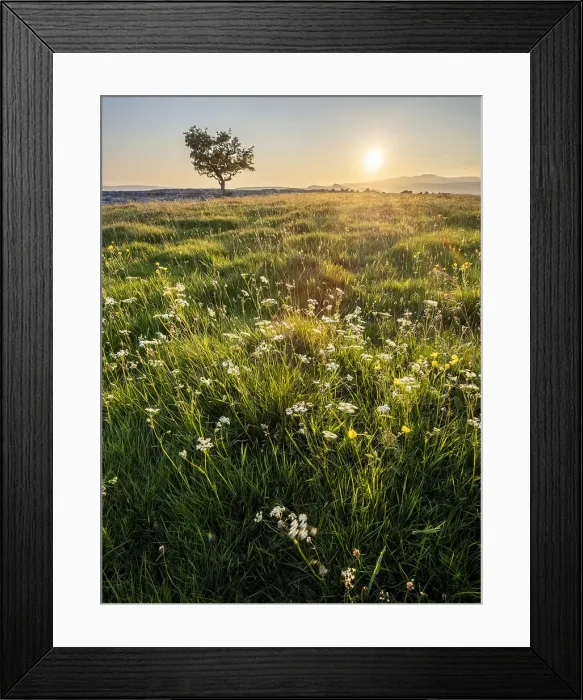Framed Print : Flowers, grass and lone Hawthorn tree in evening sunlight, Winskill Stones Nature Reserve, Stainforth, Yorkshire Dales National Park, Yorkshire, England, United Kingdom, Europe Framed Print : Flowers, grass and lone Hawthorn tree in evening sunlight, Winskill Stones Nature Reserve, Stainforth, Yorkshire Dales National Park, Yorkshire, England, United Kingdom, Europe