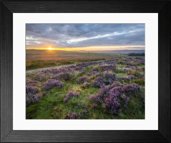 Framed Print : Ling heather (Calluna vulgaris) flowering on Curbar Gap at sunrise, Peak District National Park, Derbyshire, England, United Kingdom, Europe Framed Print : Ling heather (Calluna vulgaris) flowering on Curbar Gap at sunrise, Peak District National Park, Derbyshire, England, United Kingdom, Europe