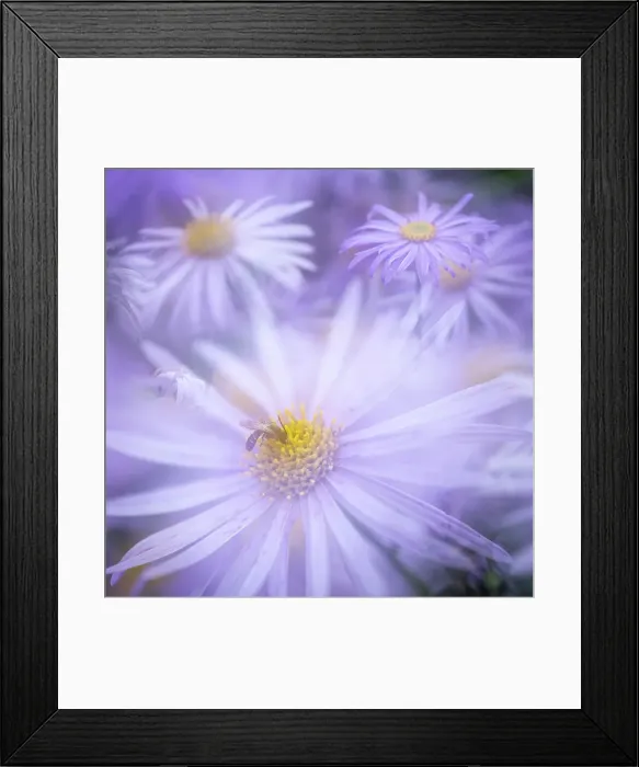 Framed Print : Aster frikartii monch, United Kingdom, Europe Framed Print : Aster frikartii monch, United Kingdom, Europe