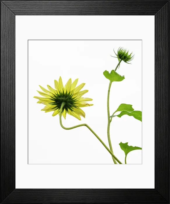 Framed Print : Sunflower, United Kingdom, Europe Framed Print : Sunflower, United Kingdom, Europe