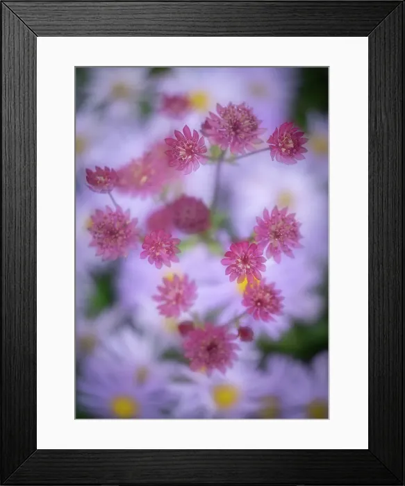 Framed Print : Astrantia with a background of Aster frikartii monch, United Kingdom, Europe Framed Print : Astrantia with a background of Aster frikartii monch, United Kingdom, Europe