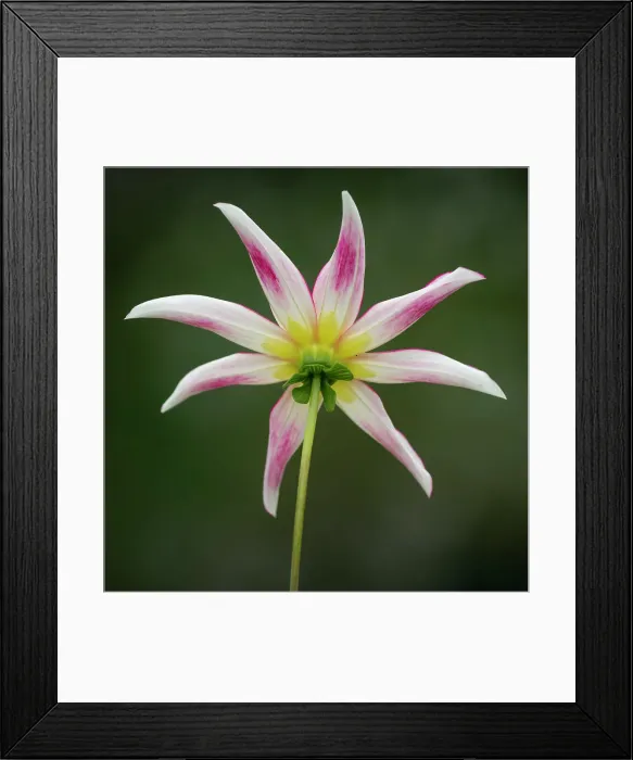 Framed Print : Honka Fragile dahlia, United Kingdom, Europe Framed Print : Honka Fragile dahlia, United Kingdom, Europe