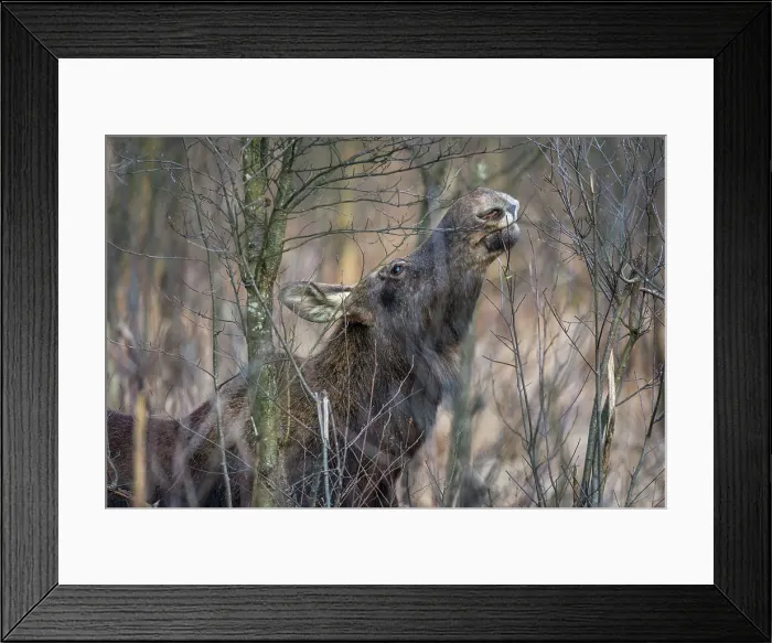 Framed Print : Eurasian elk (Alces alces), feeding in swamp, Biebrza National Park, Poland, Europe Framed Print : Eurasian elk (Alces alces), feeding in swamp, Biebrza National Park, Poland, Europe