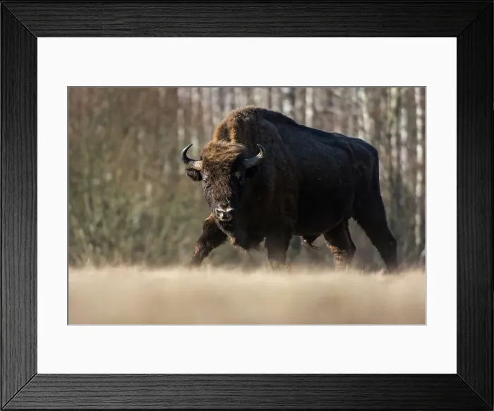 Framed Print : Wild European bison (Bison bonasus) walking in a meadow in winter, Bialowieza National Park, Poland, Europe Framed Print : Wild European bison (Bison bonasus) walking in a meadow in winter, Bialowieza National Park, Poland, Europe