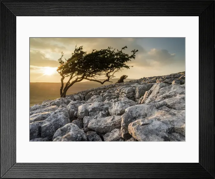 Framed Print : Limestone pavement and wind-bent Hawthorn tree, Twisleton Scar, evening sunlight in summer, Yorkshire Dales National Park, Yorkshire, England, United Kingdom, Europe Framed Print : Limestone pavement and wind-bent Hawthorn tree, Twisleton Scar, evening sunlight in summer, Yorkshire Dales National Park, Yorkshire, England, United Kingdom, Europe