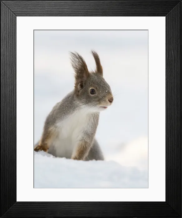 Framed Print : Red squirrel (Sciurus vulgaris) in the snow, winter, Finland, Europe Framed Print : Red squirrel (Sciurus vulgaris) in the snow, winter, Finland, Europe