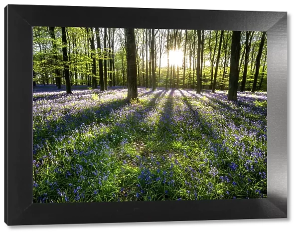 Bluebells ((Hyacinthoides non-scripta) flowering in a beechwood at sunset, United Kingdom, Europe
