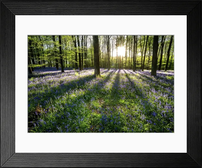 Framed Print : Bluebells ((Hyacinthoides non-scripta) flowering in a beechwood at sunset, United Kingdom, Europe Framed Print : Bluebells ((Hyacinthoides non-scripta) flowering in a beechwood at sunset, United Kingdom, Europe
