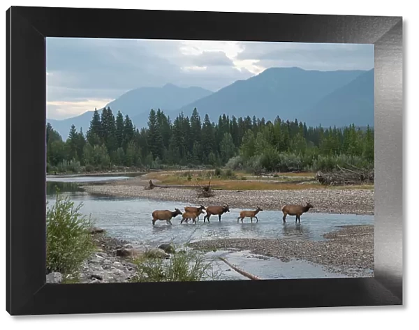 Elk crossing the Bow River, Canadian Rockies, Alberta, Canada, North America