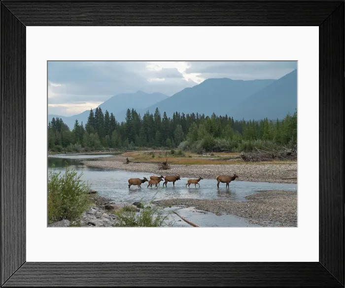 Framed Print : Elk crossing the Bow River, Canadian Rockies, Alberta, Canada, North America Framed Print : Elk crossing the Bow River, Canadian Rockies, Alberta, Canada, North America