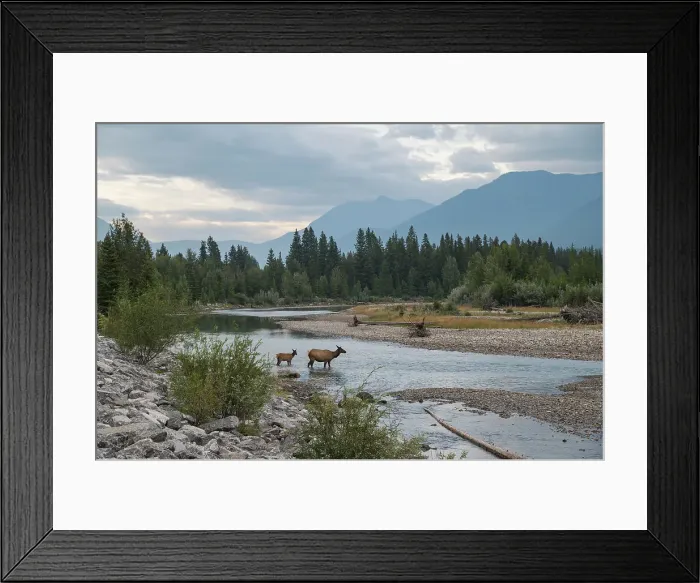 Framed Print : Elk crossing the Bow River, Canadian Rockies, Alberta, Canada, North America