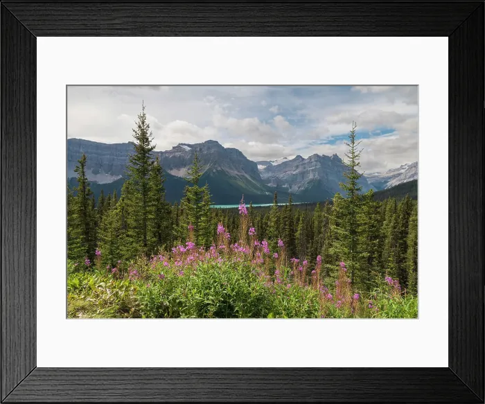 Framed Print : Wildflowers, fireweed (willowherb) near Bow Lake, Icefields Parkway, Banff National Park, UNESCO World Heritage Site, Canadian Rockies, Alberta, Canada, North America Framed Print : Wildflowers, fireweed (willowherb) near Bow Lake, Icefields Parkway, Banff National Park, UNESCO World Heritage Site, Canadian Rockies, Alberta, Canada, North America