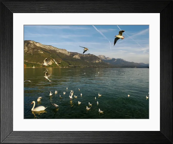 Framed Print : Swans and seagulls flock to Annecy's lakeside promenade, Annecy, Haute-Savoie, France, Europe Framed Print : Swans and seagulls flock to Annecy's lakeside promenade, Annecy, Haute-Savoie, France, Europe