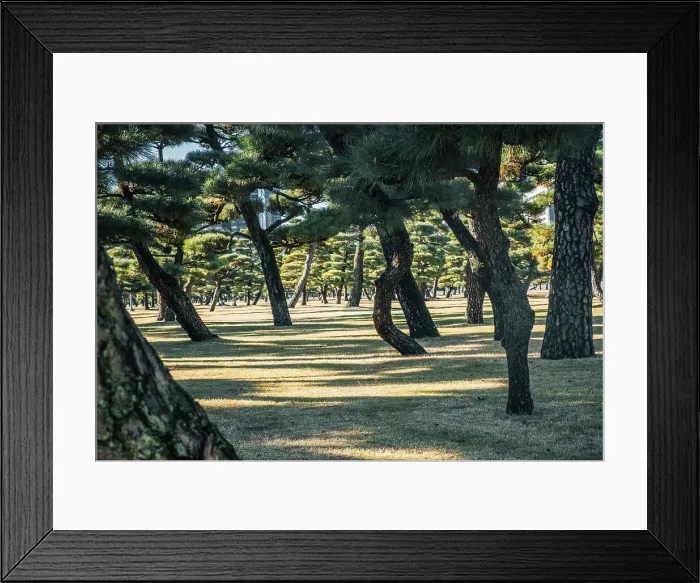 Framed Print : Early morning light and shadows between trees in a city park in Tokyo, Honshu, Japan, Asia Framed Print : Early morning light and shadows between trees in a city park in Tokyo, Honshu, Japan, Asia