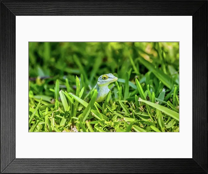 Framed Print : Antiguan Anole lizard (Anolis Leachii) in Bermuda, Atlantic, North America Framed Print : Antiguan Anole lizard (Anolis Leachii) in Bermuda, Atlantic, North America