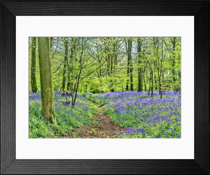 Framed Print : Bluebell wood near Hailsham, East Sussex, England, United Kingdom, Europe Framed Print : Bluebell wood near Hailsham, East Sussex, England, United Kingdom, Europe
