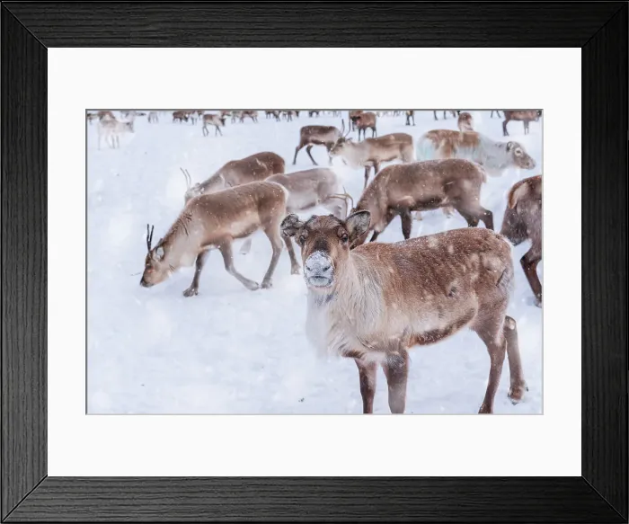 Framed Print : Reindeer in the white landscape under snowfall, Swedish Lapland, Sweden, Scandinavia, Europe Framed Print : Reindeer in the white landscape under snowfall, Swedish Lapland, Sweden, Scandinavia, Europe