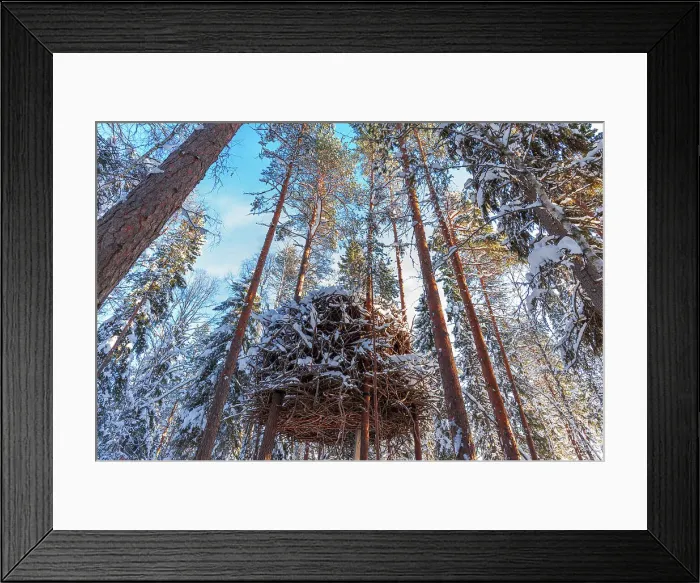 Framed Print : The nest, the new concept of the last accommodation on top of trees of the Tree Hotel in Harads, winter view, Norrbotten county, Swedish Lapland, Sweden, Scandinavia, Europe Framed Print : The nest, the new concept of the last accommodation on top of trees of the Tree Hotel in Harads, winter view, Norrbotten county, Swedish Lapland, Sweden, Scandinavia, Europe