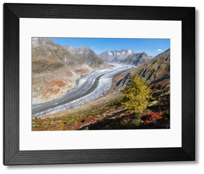 Framed Print : Lone larch tree in autumn colors, Aletsch Glacier, Riederalp, UNESCO World Heritage Site, Valais canton, Switzerland, Europe Framed Print : Lone larch tree in autumn colors, Aletsch Glacier, Riederalp, UNESCO World Heritage Site, Valais canton, Switzerland, Europe