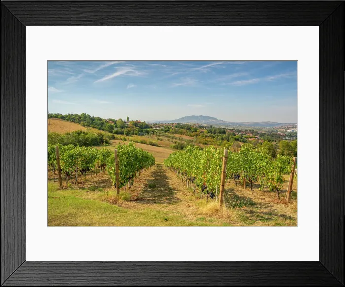 Framed Print : View of vineyard near Torraccia and San Marino in background, San Marino, Italy, Europe Framed Print : View of vineyard near Torraccia and San Marino in background, San Marino, Italy, Europe