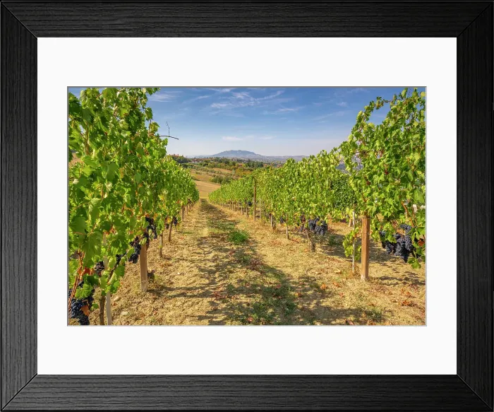 Framed Print : View of red grapes in vineyard near Torraccia and San Marino in background, San Marino, Italy, Europe Framed Print : View of red grapes in vineyard near Torraccia and San Marino in background, San Marino, Italy, Europe
