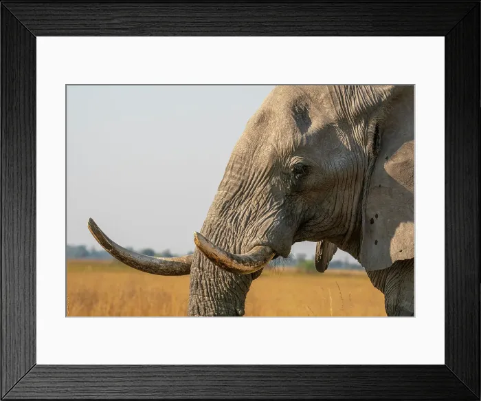 Framed Print : Portrait of an African elephant (Loxodonta africana), Okavango Delta, Botswana, Africa Framed Print : Portrait of an African elephant (Loxodonta africana), Okavango Delta, Botswana, Africa