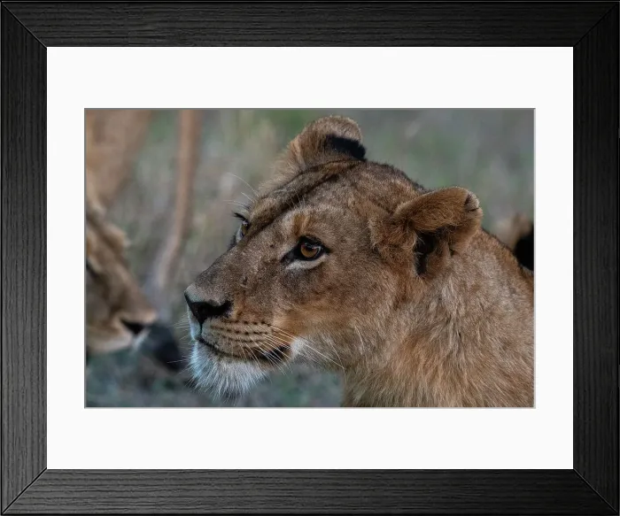 Framed Print : Lioness (Panthera leo), Sabi Sands Game Reserve, South Africa, Africa Framed Print : Lioness (Panthera leo), Sabi Sands Game Reserve, South Africa, Africa