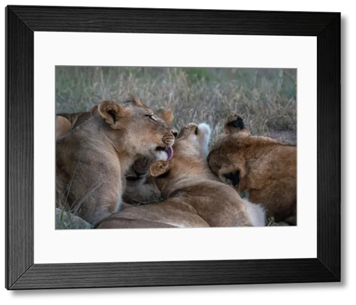 Framed Print : Lion pride (Panthera leo), Sabi Sands Game Reserve, South Africa, Africa Framed Print : Lion pride (Panthera leo), Sabi Sands Game Reserve, South Africa, Africa
