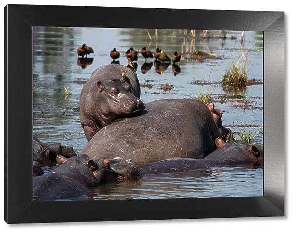 Hippopotamuses (Hippopotamus amphibius) in the river Chobe, Chobe National Park, Botswana, Africa