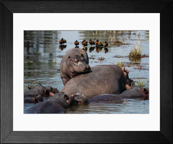 Framed Print : Hippopotamuses (Hippopotamus amphibius) in the river Chobe, Chobe National Park, Botswana, Africa Framed Print : Hippopotamuses (Hippopotamus amphibius) in the river Chobe, Chobe National Park, Botswana, Africa