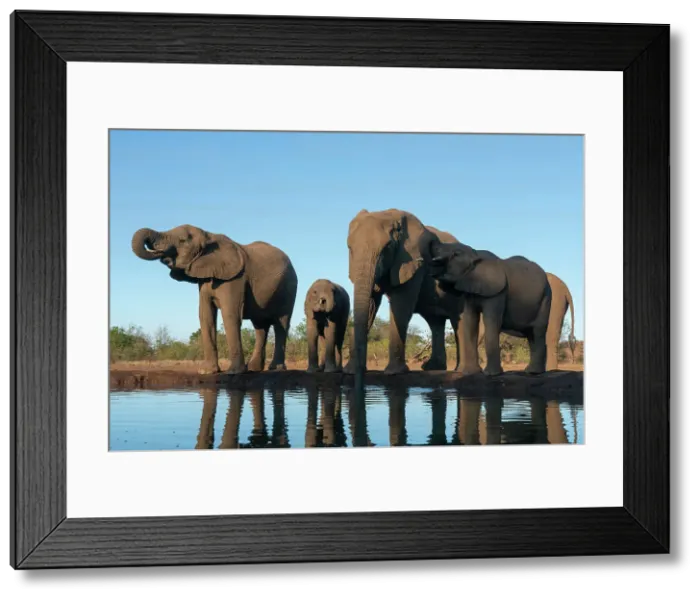 Framed Print : African elephants (Loxodonta africana) drinking at waterhole, Mashatu Game Reserve, Botswana, Africa Framed Print : African elephants (Loxodonta africana) drinking at waterhole, Mashatu Game Reserve, Botswana, Africa