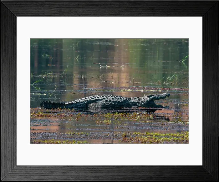 Framed Print : Nile crocodile (Crocodylus niloticus) mouth open in the river Chobe, Chobe National Park, Botswana, Africa Framed Print : Nile crocodile (Crocodylus niloticus) mouth open in the river Chobe, Chobe National Park, Botswana, Africa