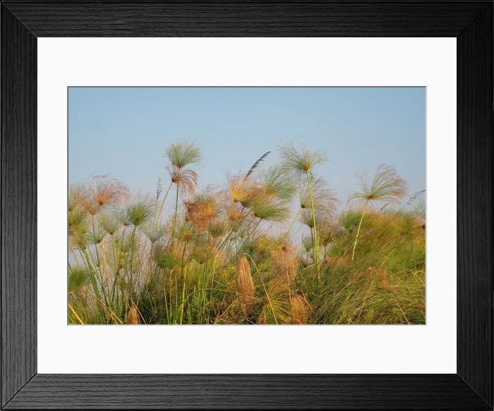 Framed Print : Papyrus (Papyrus sp), Okavango Delta, Botswana, Africa Framed Print : Papyrus (Papyrus sp), Okavango Delta, Botswana, Africa
