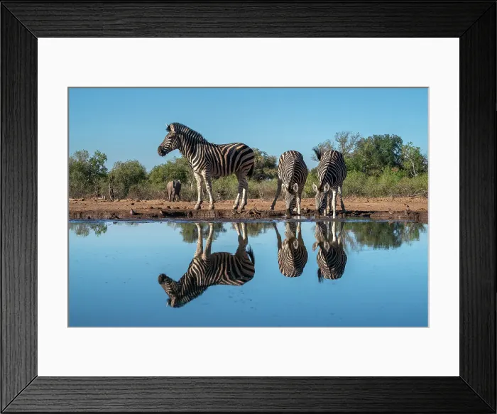 Framed Print : Plains zebras (Equus quagga) drinking at waterhole, Mashatu Game Reserve, Botswana, Africa Framed Print : Plains zebras (Equus quagga) drinking at waterhole, Mashatu Game Reserve, Botswana, Africa