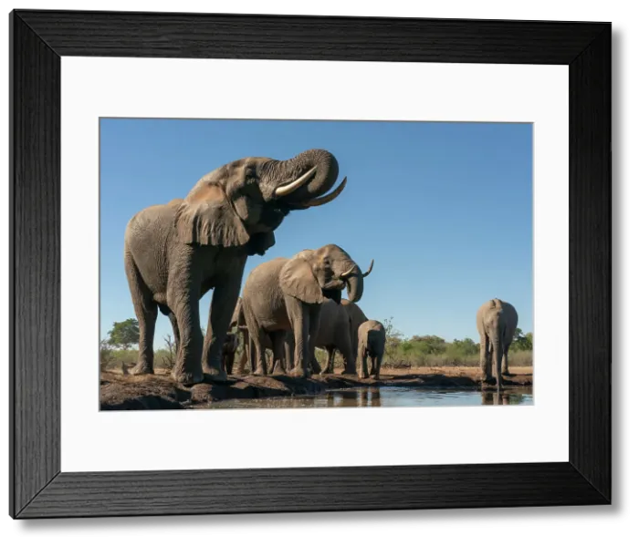 Framed Print : African elephants (Loxodonta africana) drinking at waterhole, Mashatu Game Reserve, Botswana, Africa Framed Print : African elephants (Loxodonta africana) drinking at waterhole, Mashatu Game Reserve, Botswana, Africa