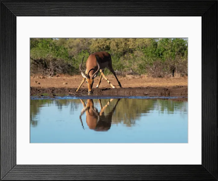 Framed Print : Impala (Aepyceros melampus) drinking at waterhole, Mashatu Game Reserve, Botswana, Africa Framed Print : Impala (Aepyceros melampus) drinking at waterhole, Mashatu Game Reserve, Botswana, Africa